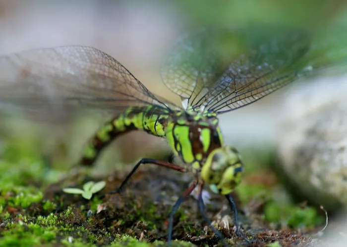 Haus Maria * Fischbach/Rhon